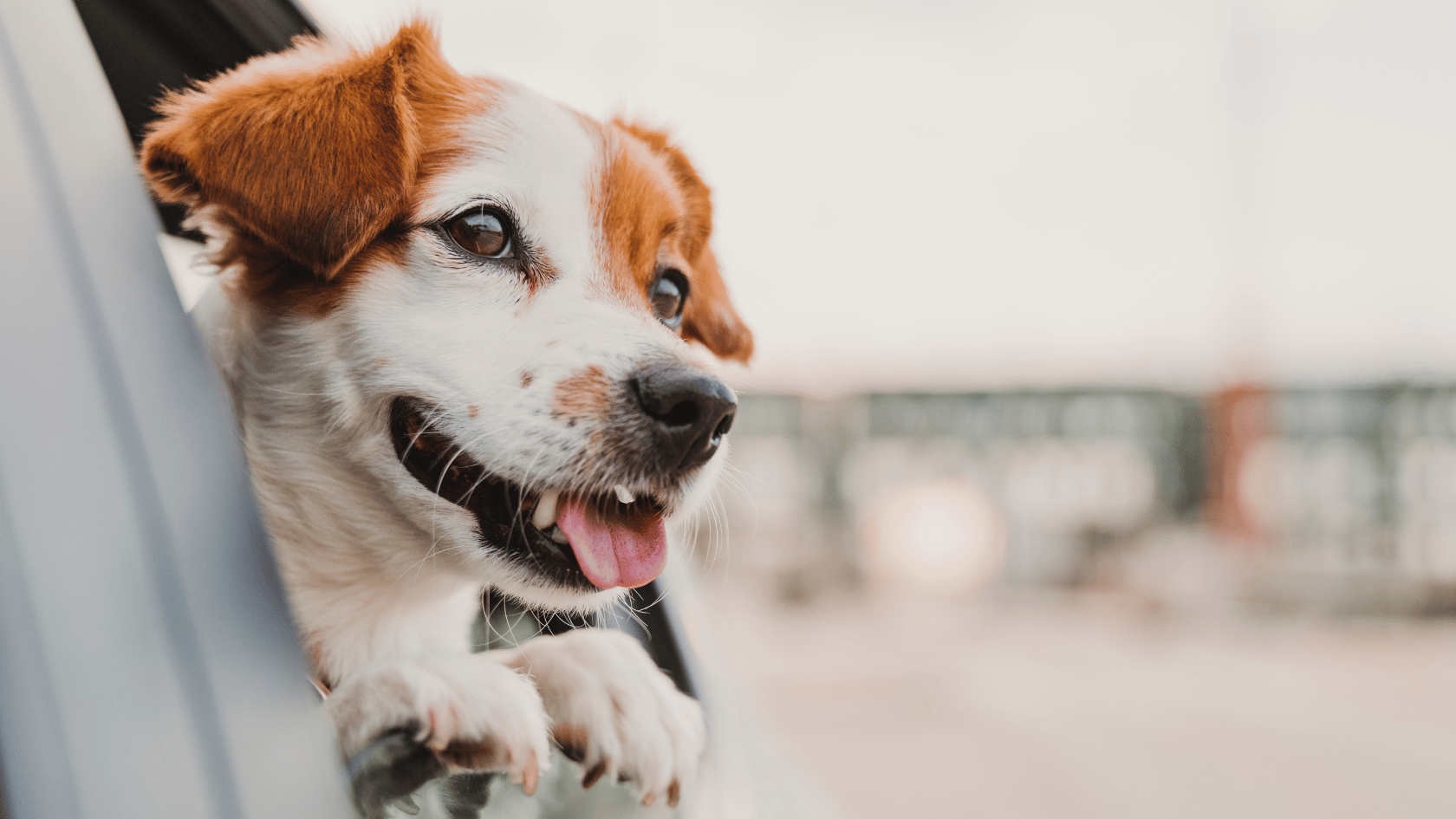 Sauberer Pfotenabdruck: Tipps für Hundebesitzer - Wie halte ich mein Auto sauber, trotz Hund?