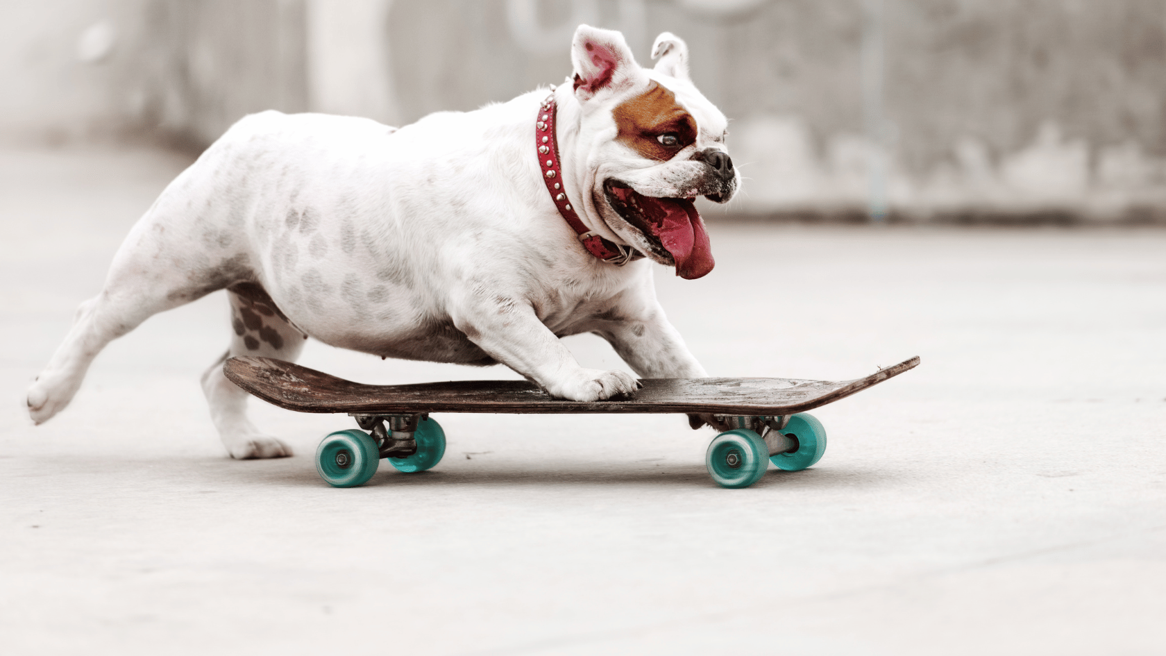 Hundesportarten: Aktive Abenteuer für Mensch und Hund