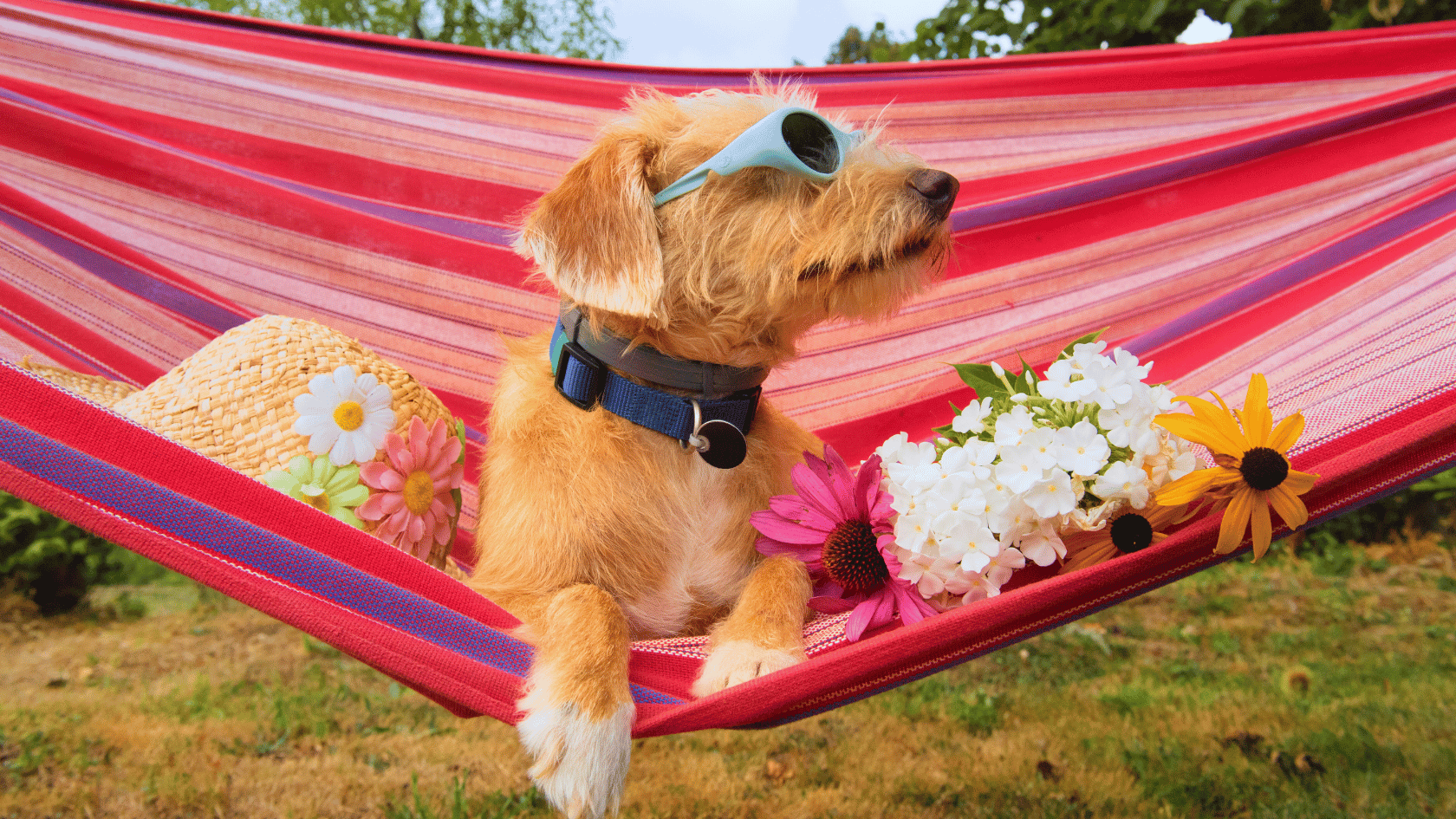 Reisen mit dem Hund: Unterwegs mit verschiedenen Transportmitteln