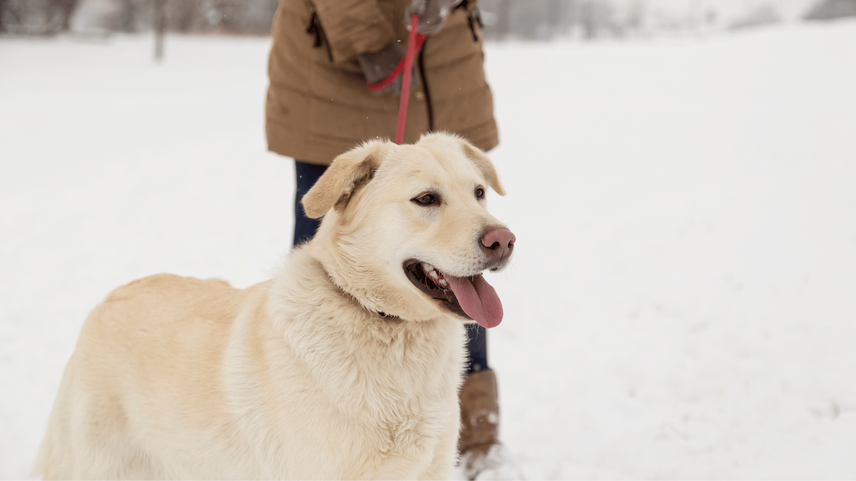 Gassigehen im Winter: So schützt du deinen Hund am besten! 4 Tipps!