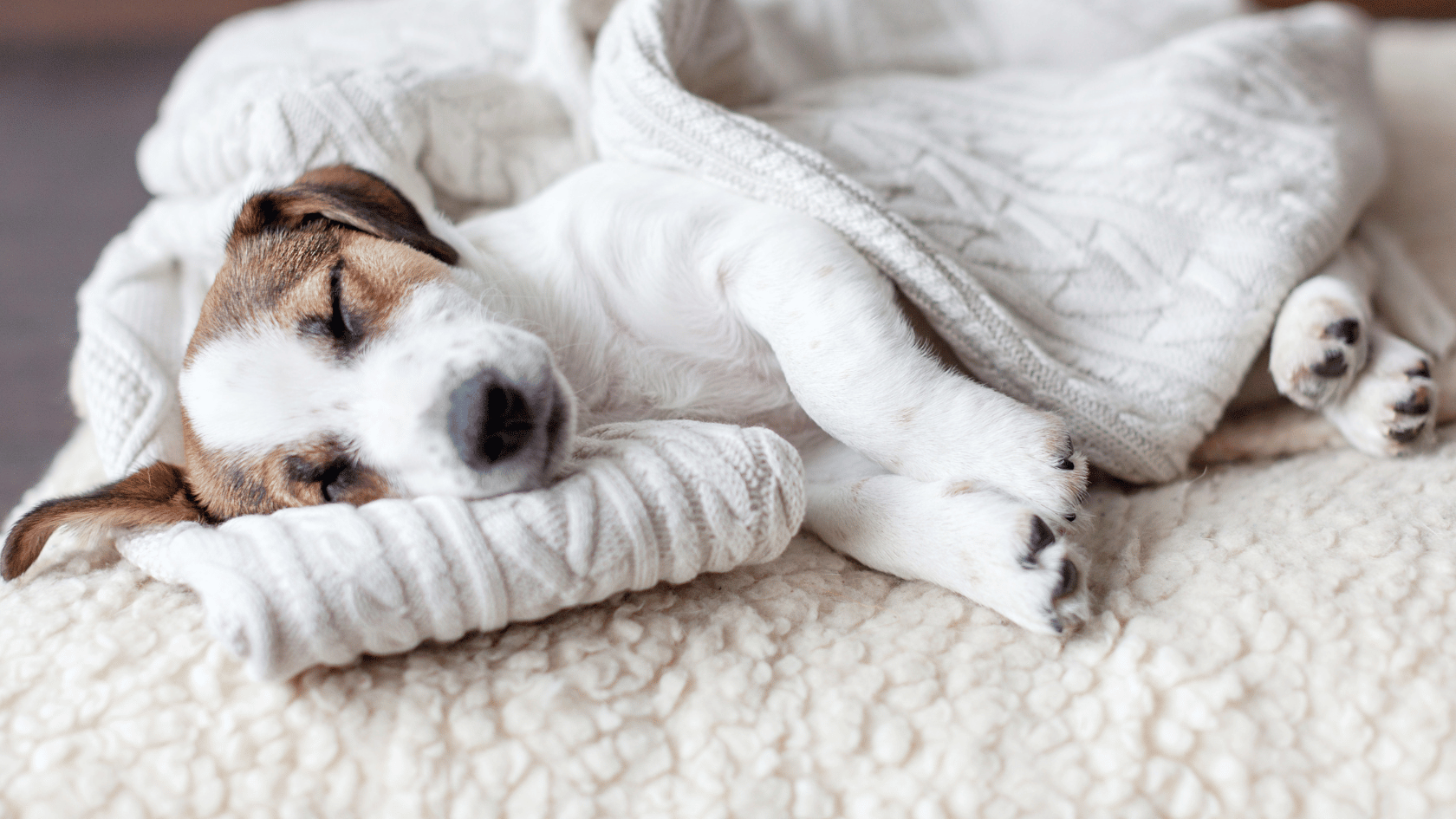 Die Kunst des Schlummerns: Was macht ein gutes Hundebett aus?