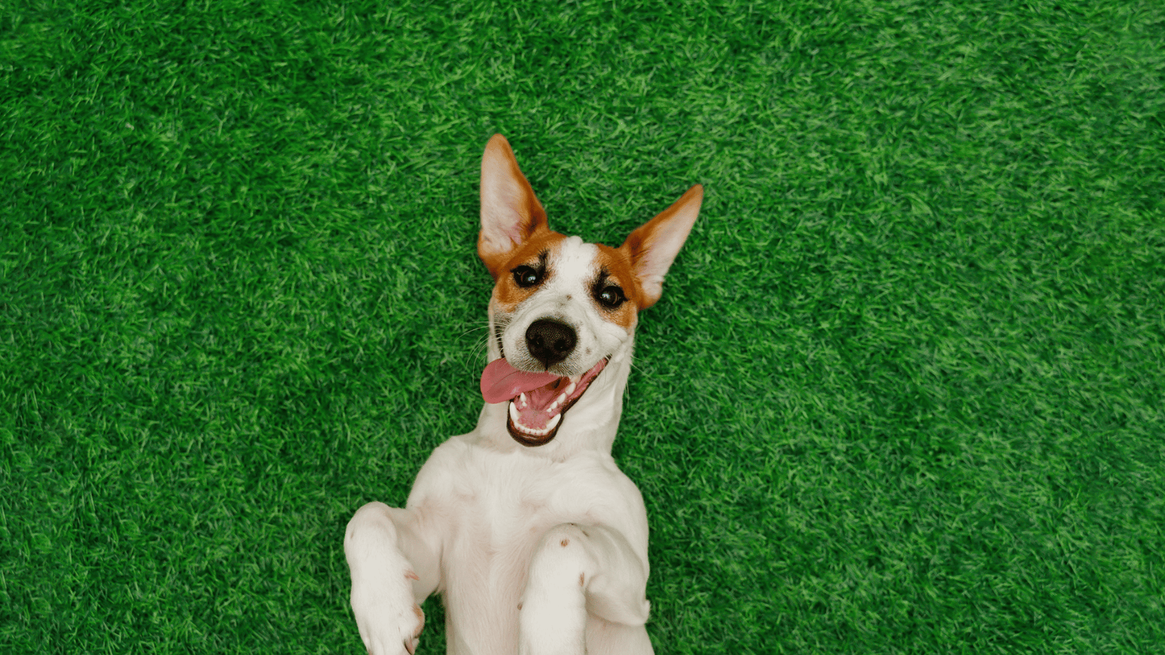 5 verrückte Fakten über Hunde, die du wahrscheinlich noch nicht kennst!